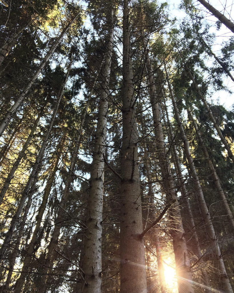 forest